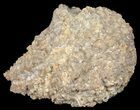 Beautiful, Agatized Fossil Coral Geode - Florida #56087-3